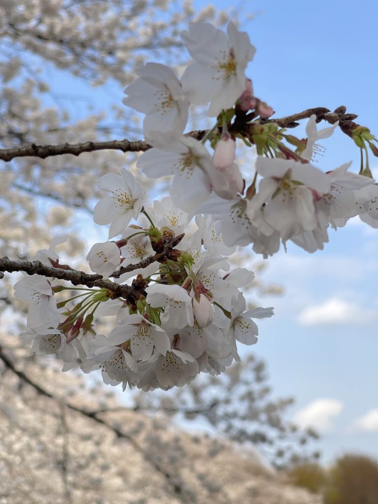 img_7833-768x1024 桜が見頃🌸